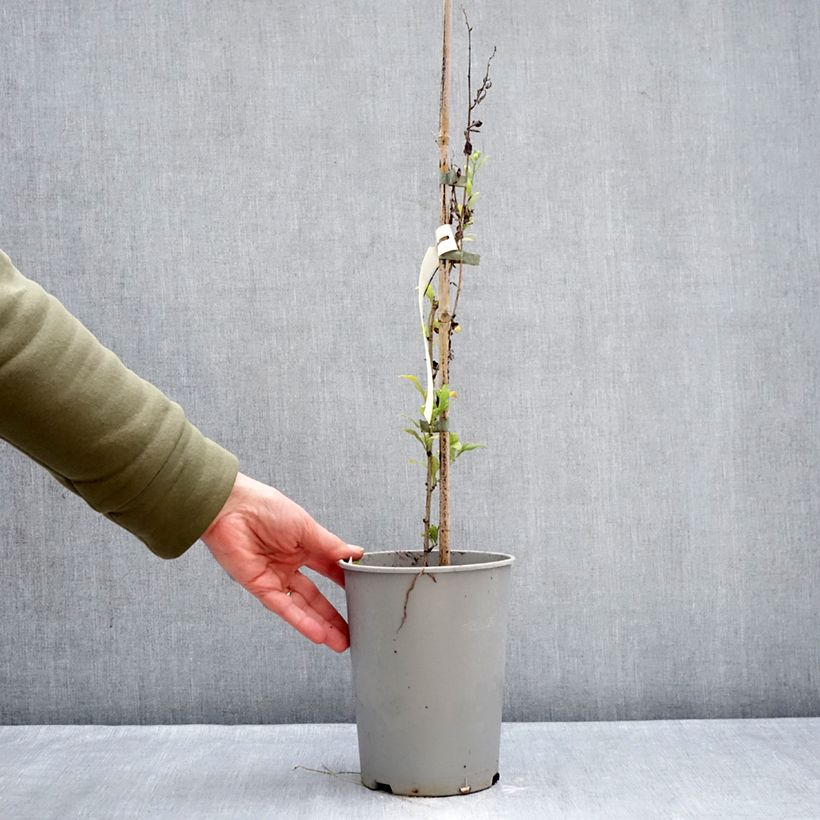 Example of Plumbago auriculata - Mannentrouw Pot van 2 l/3 l as you get in hiver