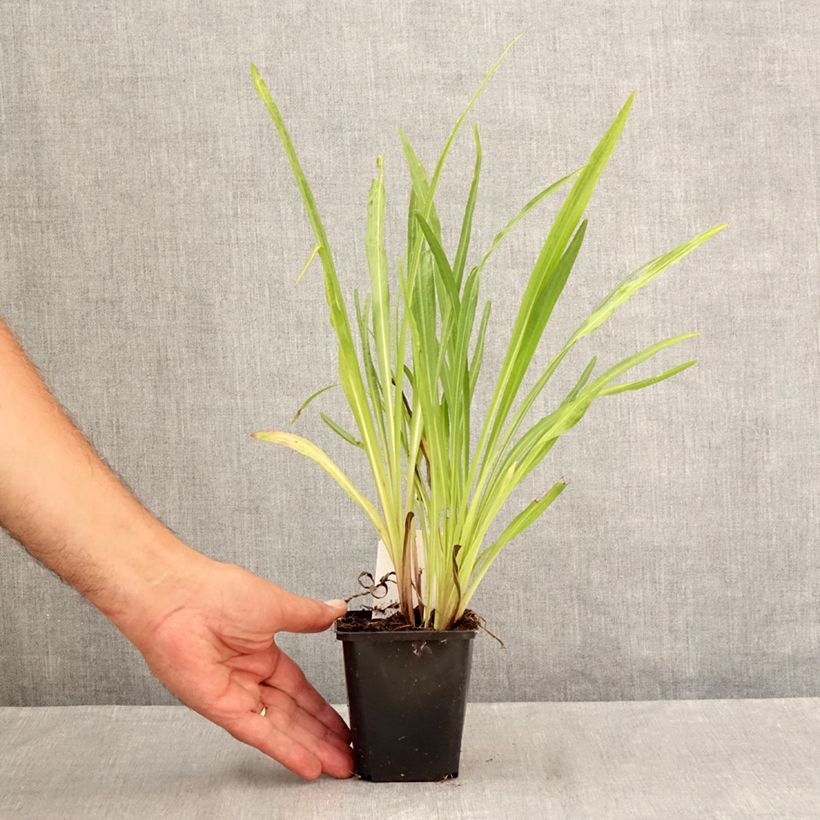 Exemplaar van Liatris spicata Floristan Violet - Knopige slangenwortel Kweekpotje van 8/9 cm zoals geleverd in de zomer