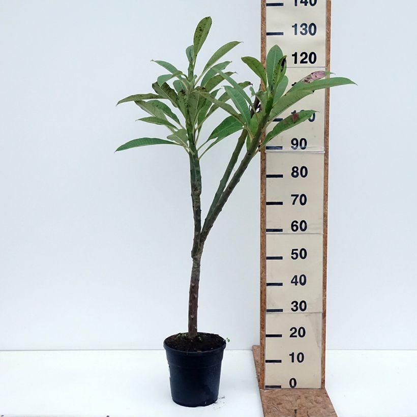 Exemplaar van Plumeria rubra - Frangipanier Pot van 6 l/7 l zoals geleverd in de herfst
