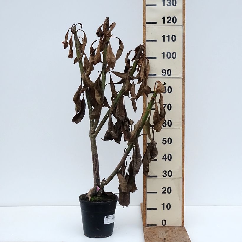 Example of Plumeria rubra - Frangipanier Pot van 6 l/7 l as you get in hiver