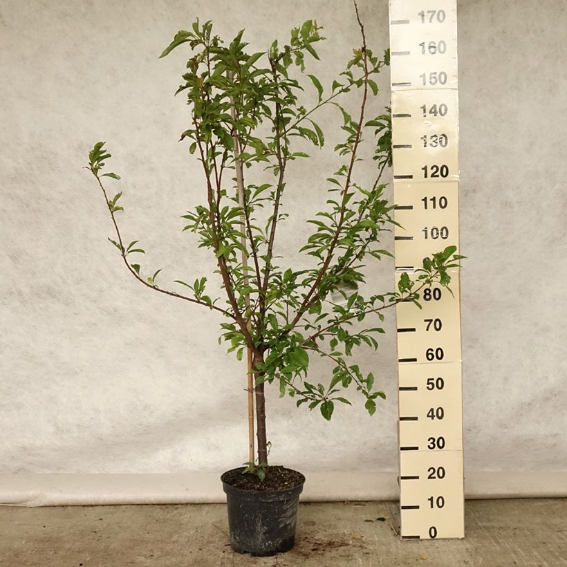 Exemplaar van Pluot - Prunus salicina × armeniaca Flavor Supreme Pot van 7,5 l/10 l, Kelkvormig zoals geleverd in de zomer