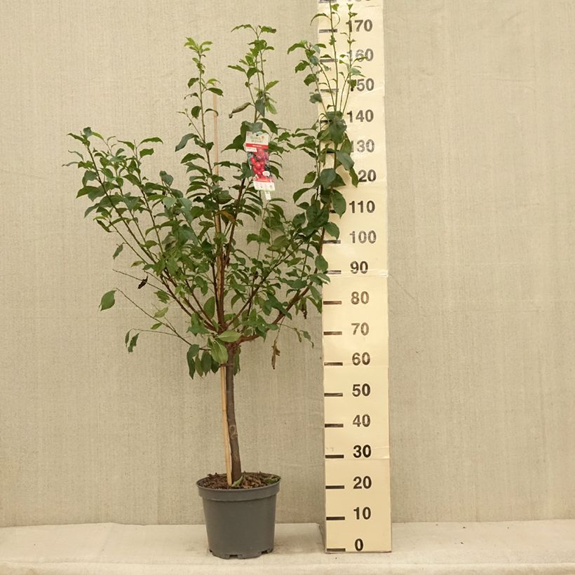 Exemplaar van Pluot - Prunus salicina × armeniaca Pink Candy Pot van 7,5 l/10 l, Kelkvormig zoals geleverd in de zomer