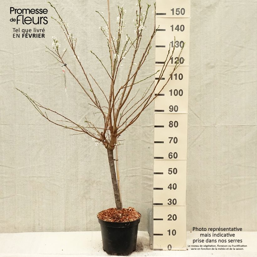 Exemplaar van Pluot - Prunus salicina Purple Candy Pot van 7,5 l/10 l, Kelkvormig zoals geleverd in de winter