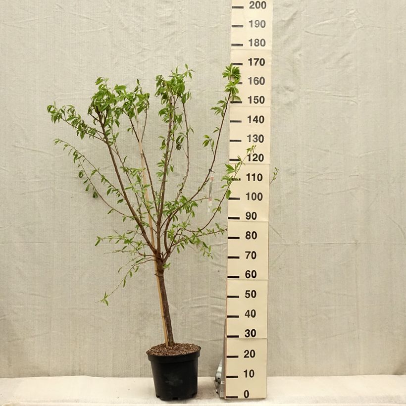 Exemplaar van Pluot - Prunus salicina Purple Candy Pot van 7,5 l/10 l, Kelkvormig zoals geleverd in de lente