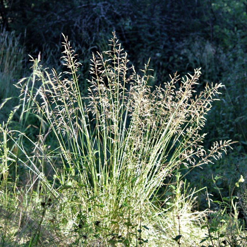 Poa chaixii - Bergbeemdgras (Flowering)