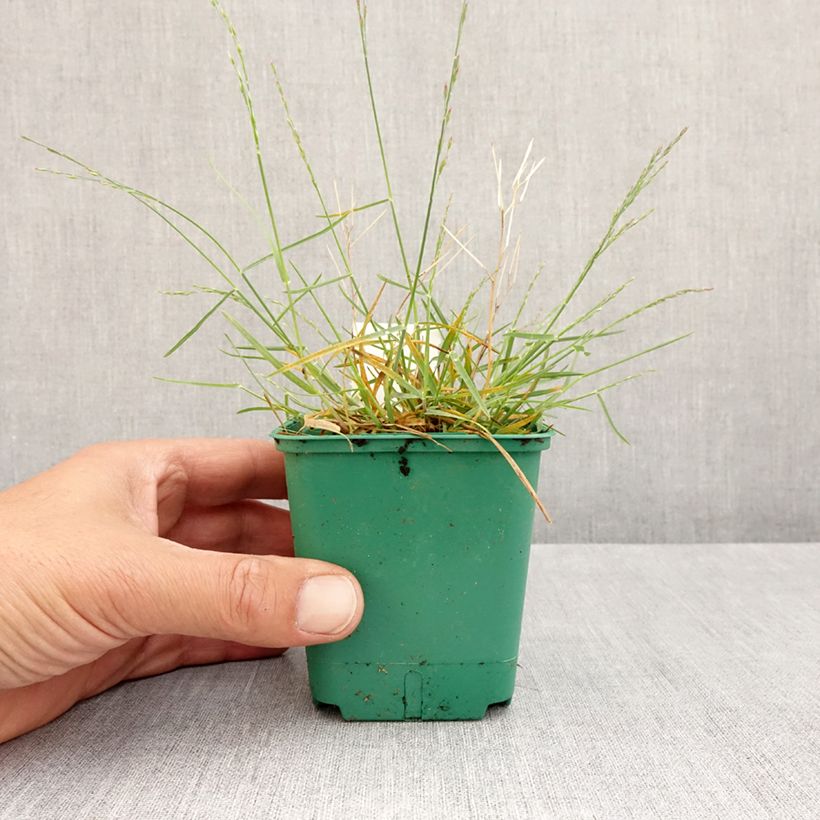 Example of Poa glauca Blue Hills - Pâturin glauque Kweekpotje van 8/9 cm as you get in printemps