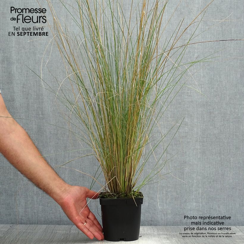 Exemplaar van Poa labillardieri - Beemdgras Pot van 2 l/3 l zoals geleverd in de zomer
