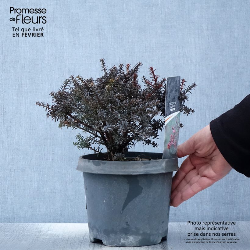 Example of Podocarpus lawrencii Red Tip Pot van 2 l/3 l as you get in hiver