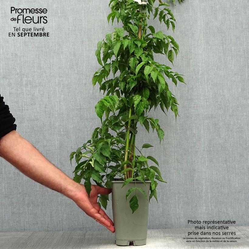 Exemplaar van Podranea ricasoliana - Trompetklimmer Pot van 2 l/3 l zoals geleverd in de herfst
