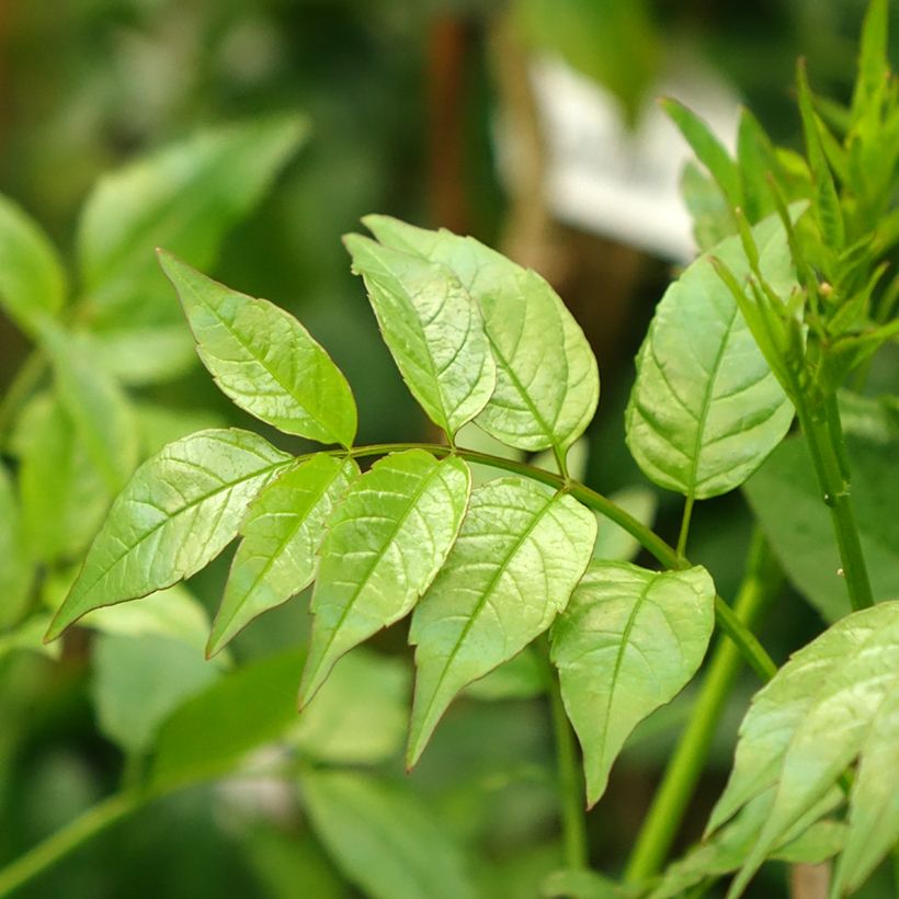 Podranea ricasoliana - Trompetklimmer (Blad)