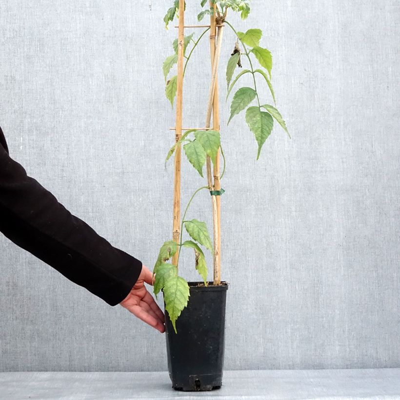 Example of Podranea ricasoliana Comtesse Sarah - Bignone rose Pot van 2 l/3 l as you get in hiver