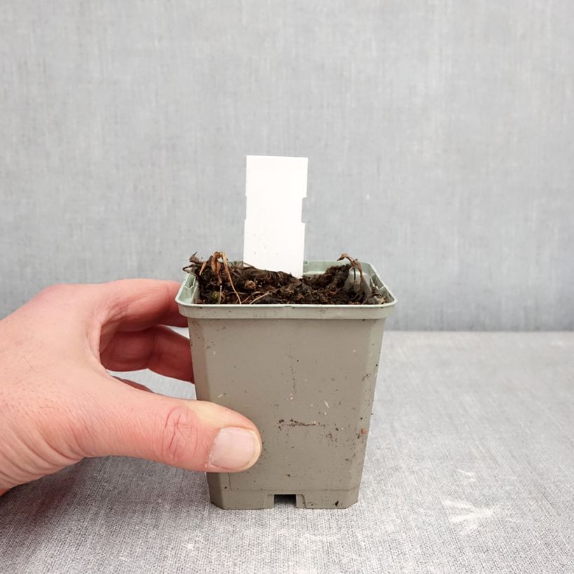 Example of Pogonia ophioglossoides - Moerasorchidee Kweekpotje van 8/9 cm as you get in hiver