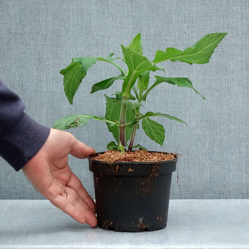 Exemplaar van Yacon - Smallanthus sonchifolius Pot van 1,5 l/2 l zoals geleverd in de lente