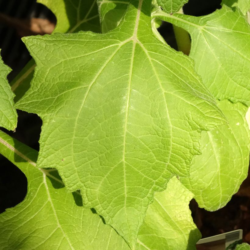Yacon - Smallanthus sonchifolius (Blad)