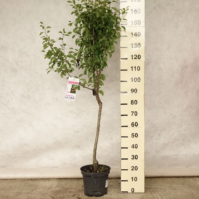 Exemplaar van Perenboom Angelys Pot van 7,5 l/10 l, Kelkvormig zoals geleverd in de zomer