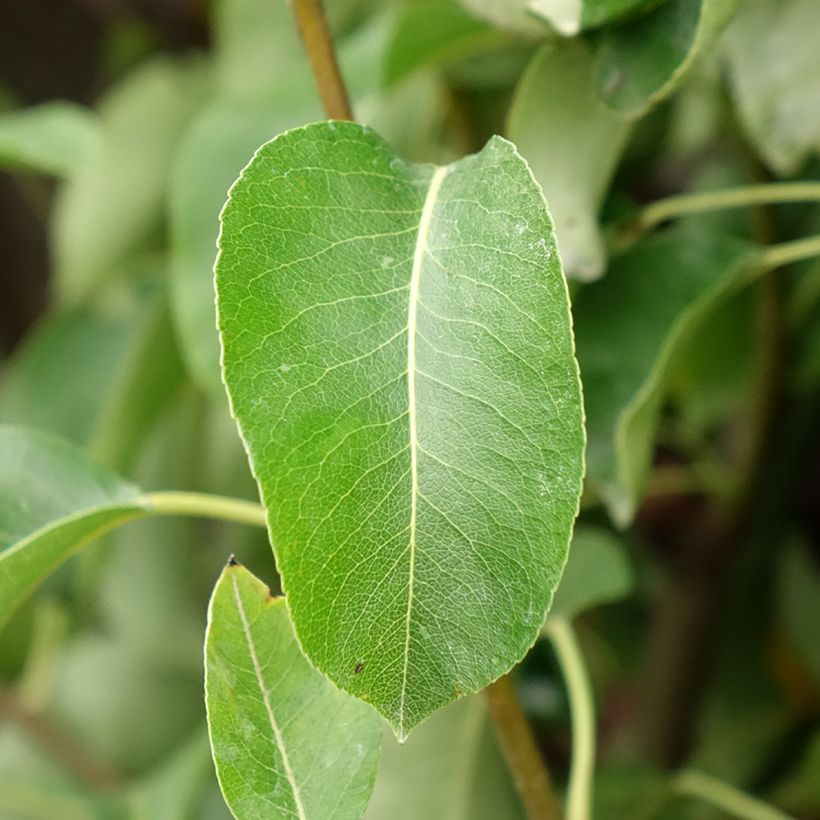 Perenboom Angelys (Blad)