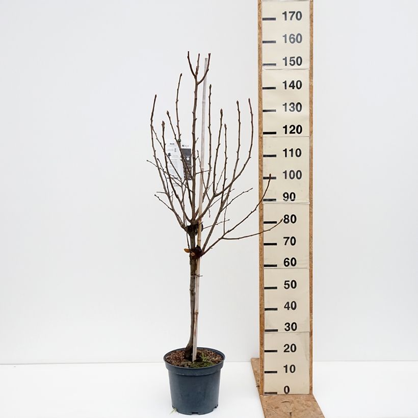 Exemplaar van Perenboom Angelys Pot van 7,5 l/10 l, Kelkvormig zoals geleverd in de herfst