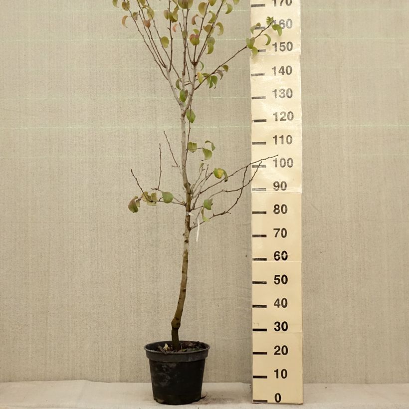 Exemplaar van Perenboom Beurré Giffard Pot van 7,5 l/10 l, Kelkvormig zoals geleverd in de herfst