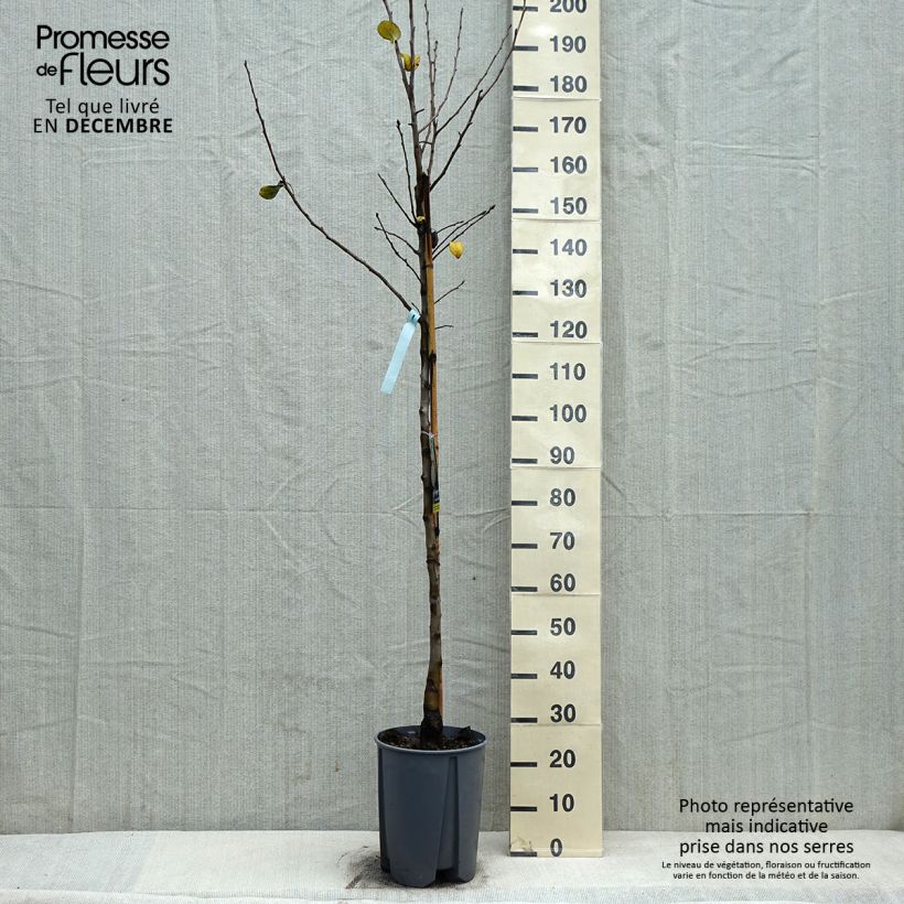 Exemplaar van Perenboom Beurre Hardy Pot van 7,5 l/10 l, Half-hoge stam zoals geleverd in de winter