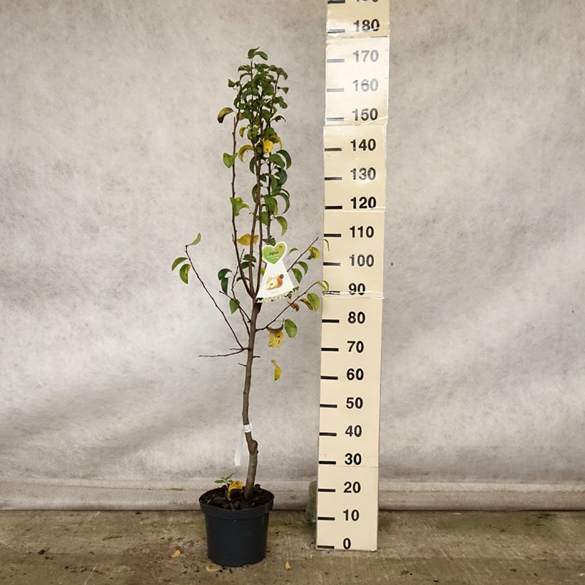 Exemplaar van Perenboom Beurre Hardy Pot van 7,5 l/10 l, Kelkvormig zoals geleverd in de herfst