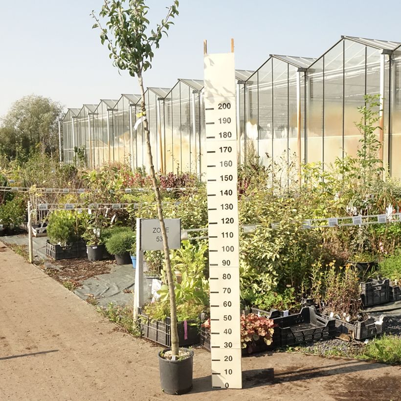 Exemplaar van Perenboom Charneux/Legipont Pot van 7,5 l/10 l, Hoogstam zoals geleverd in de zomer