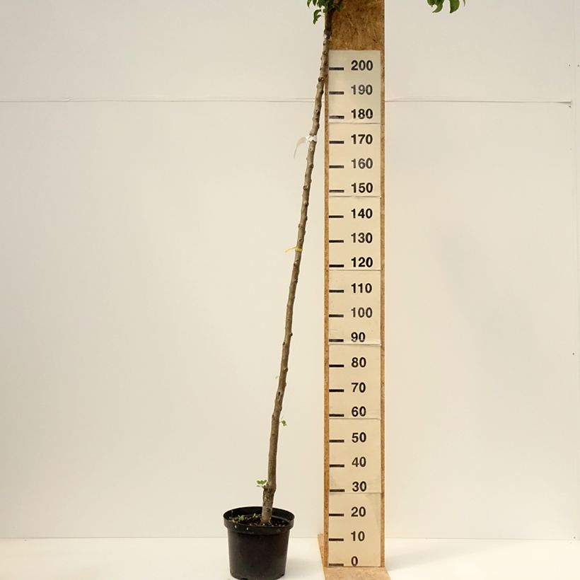 Exemplaar van Perenboom Charneux/Legipont Pot van 7,5 l/10 l, Hoogstam zoals geleverd in de lente