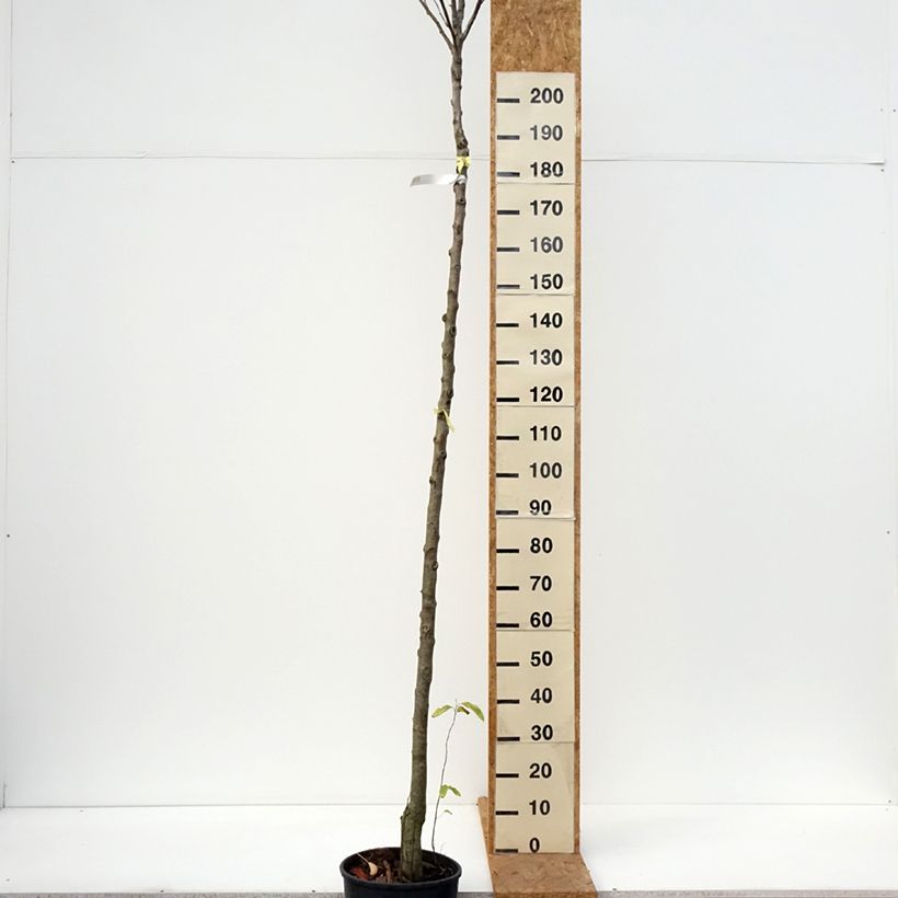 Exemplaar van Perenboom Charneux/Legipont Pot van 7,5 l/10 l, Hoogstam zoals geleverd in de herfst