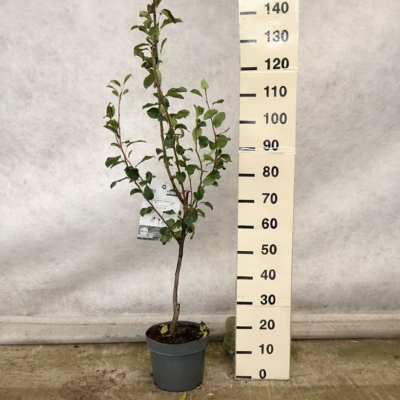 Exemplaar van Zuilvormige perenboom Londen Pot van 7,5 l/10 l, Zuilvormig zoals geleverd in de herfst