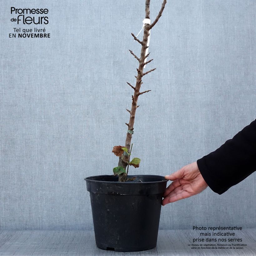 Exemplaar van Zuilvormige perenboom Obelisk Pot van 7,5 l/10 l, Zuilvormig zoals geleverd in de herfst
