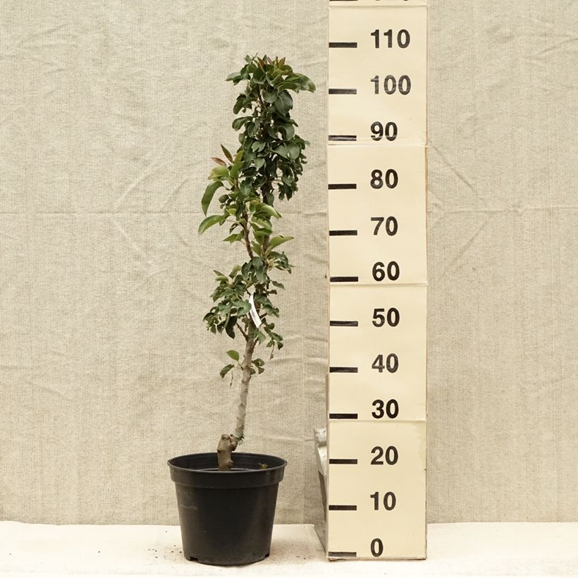Exemplaar van Zuilvormige perenboom Obelisk Pot van 7,5 l/10 l, Zuilvormig zoals geleverd in de zomer