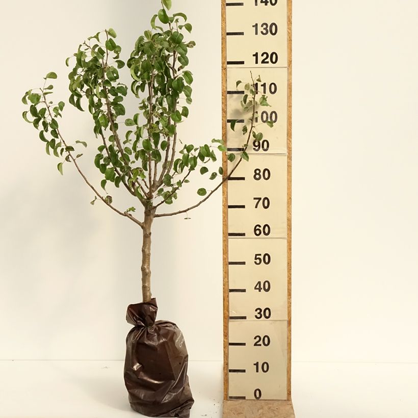 Exemplaar van Perenboom Gravin van Parijs Georges Delbard Plantklare kluit, Kelkvormig zoals geleverd in de zomer
