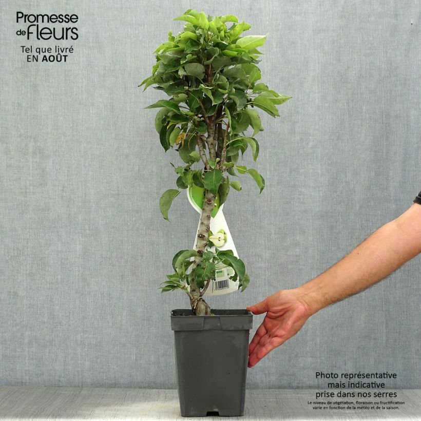 Exemplaar van Zuilvormige perenboom Condo Pot van 4 l/5 l, Dwerg zoals geleverd in de zomer
