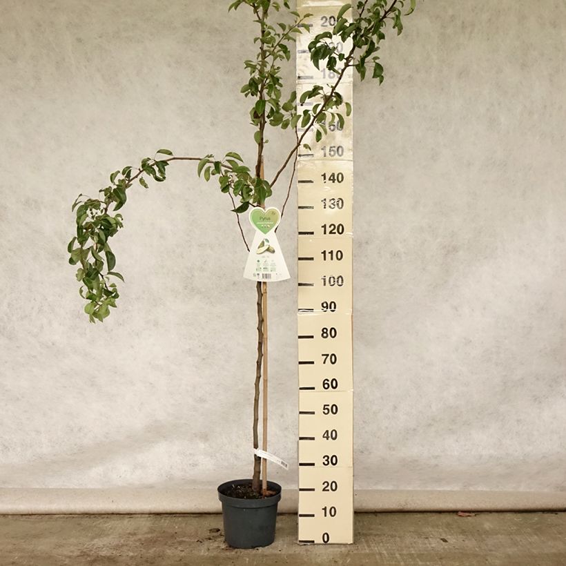 Exemplaar van Perenboom Conference Pot van 7,5 l/10 l, Kelkvormig zoals geleverd in de zomer
