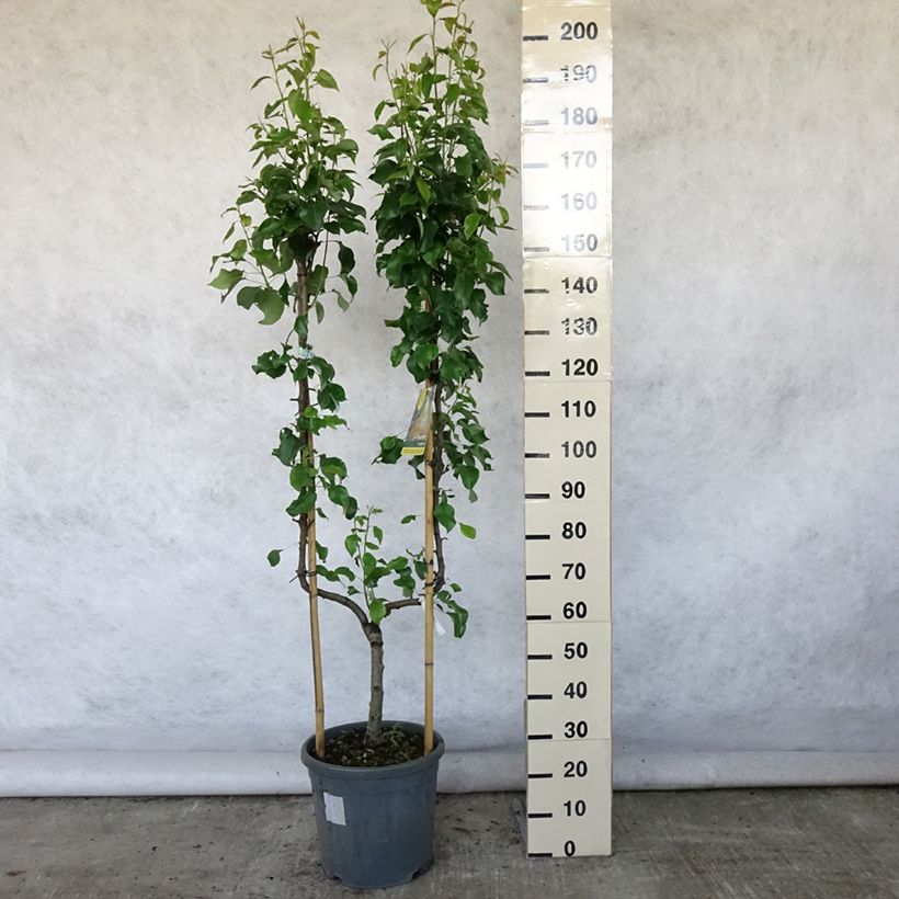 Exemplaar van Perenboom Conference Pot van 7,5 l/10 l, Enkel U-palmet zoals geleverd in de zomer