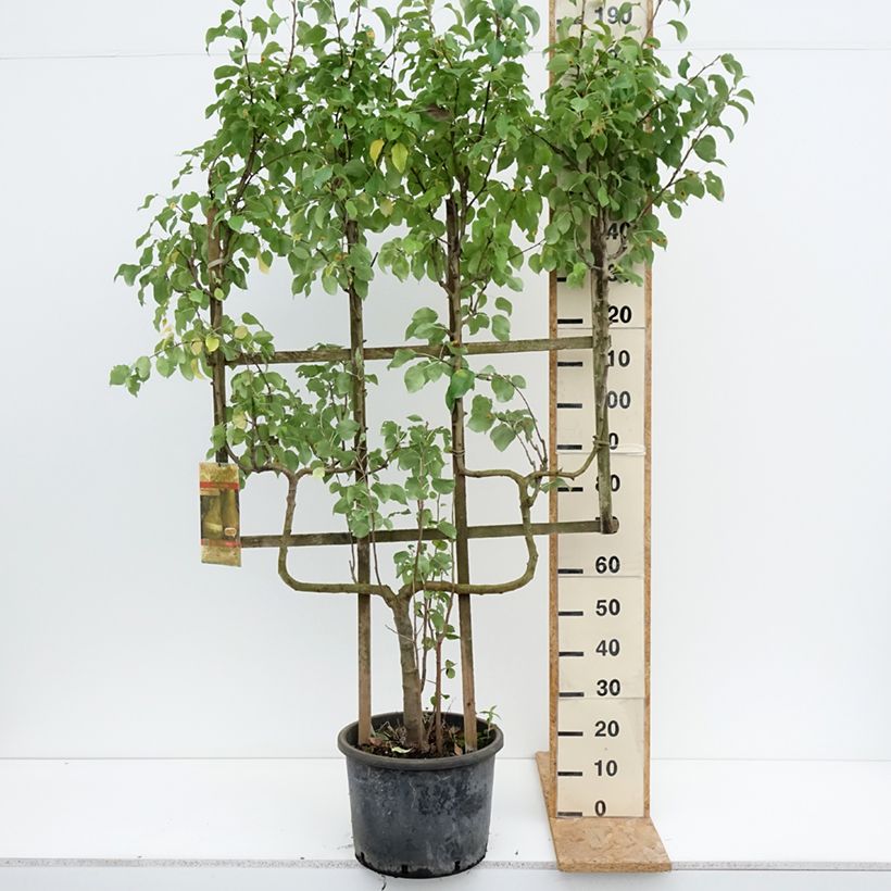 Exemplaar van Perenboom Conference Pot van 20 l/25 l, Dubbel U-palmet zoals geleverd in de zomer
