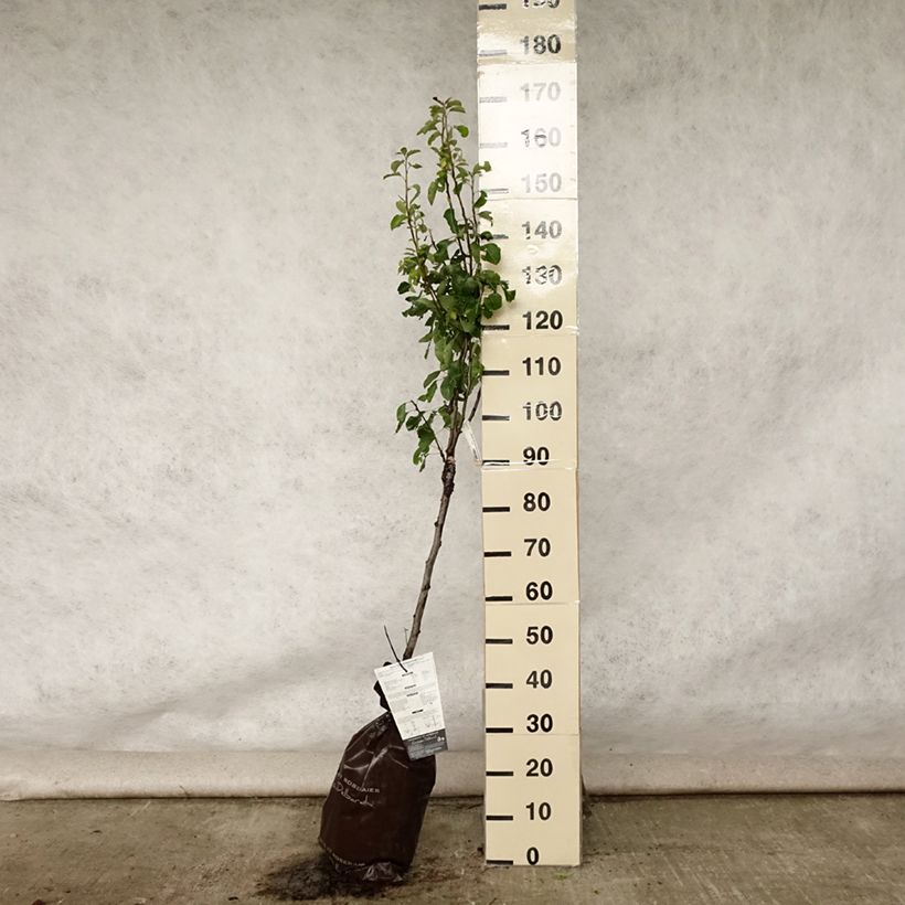 Exemplaar van Perenboom Delbard Gourmande Georges Delbard Plantklare kluit, Kelkvormig zoals geleverd in de zomer