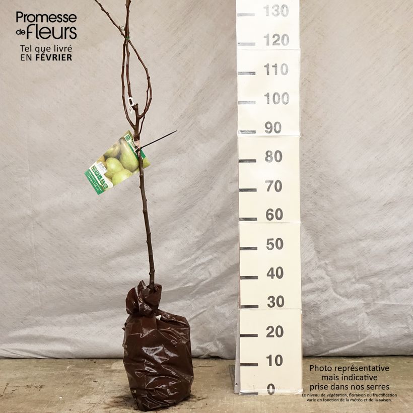 Exemplaar van Perenboom Delbard Gourmande Georges Delbard Plantklare kluit, Kelkvormig zoals geleverd in de winter