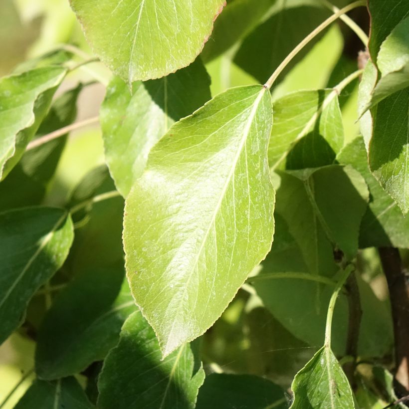 Perenboom Delbard Gourmande Georges Delbard (Blad)