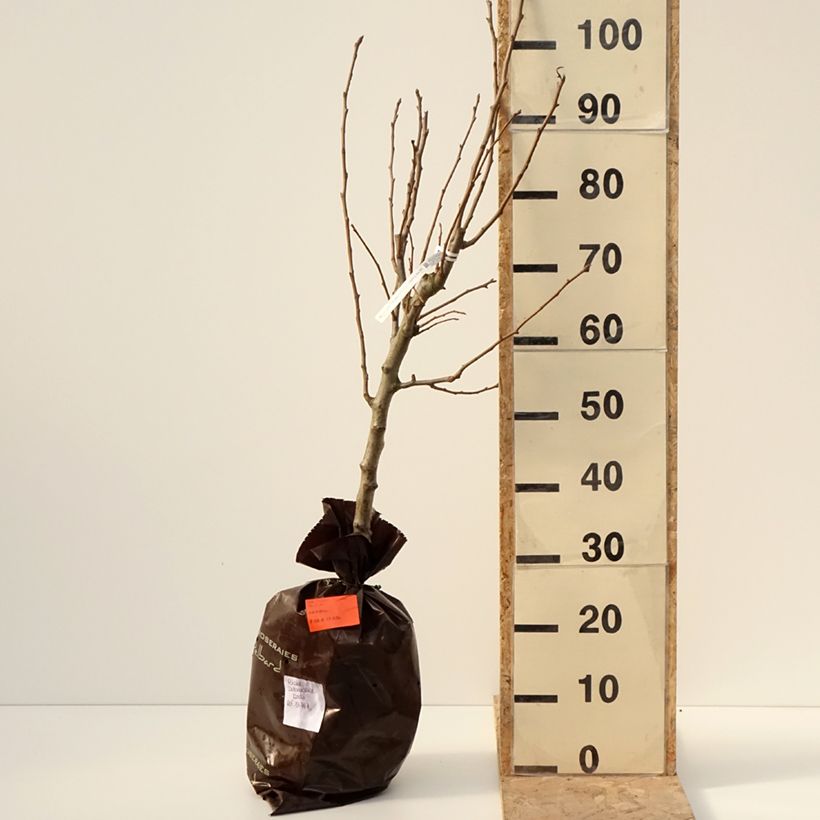 Exemplaar van Perenboom Delbardélice Georges Delbard Plantklare kluit, Kelkvormig zoals geleverd in de winter