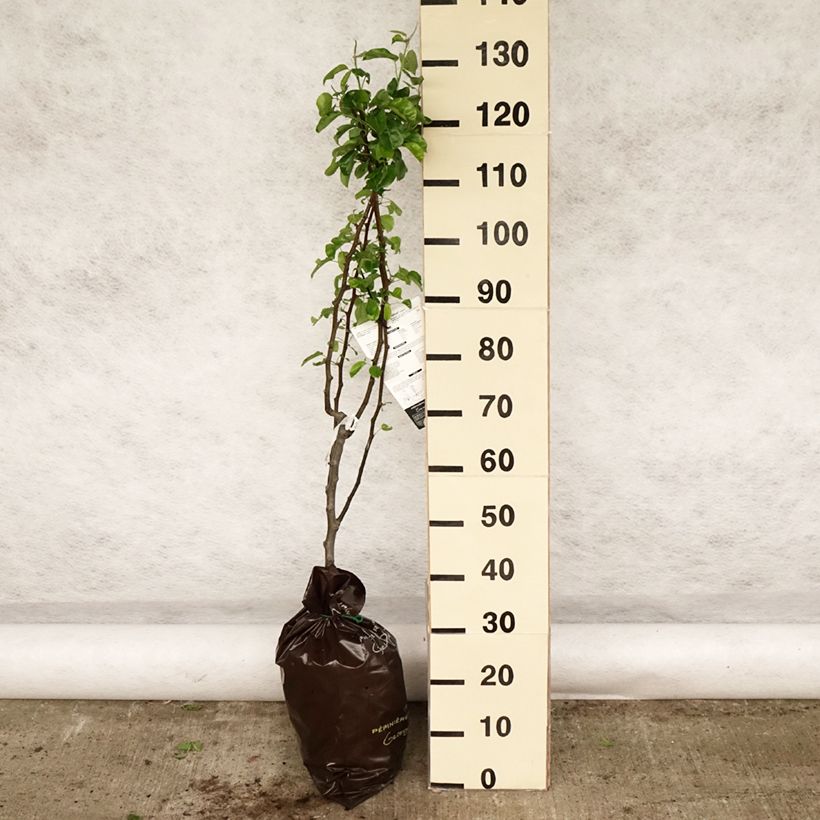 Exemplaar van Perenboom Delbardélice Georges Delbard Plantklare kluit, Kelkvormig zoals geleverd in de lente