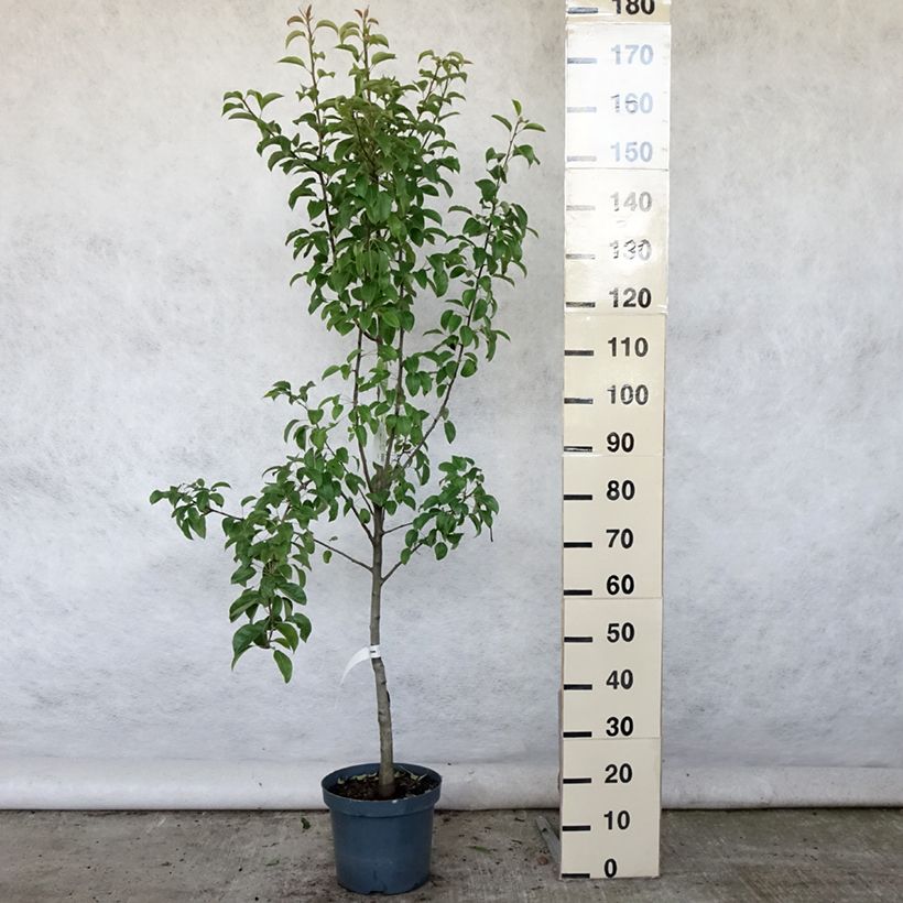 Exemplaar van Perenboom Doyenné du Comice Pot van 7,5 l/10 l, Kelkvormig zoals geleverd in de zomer