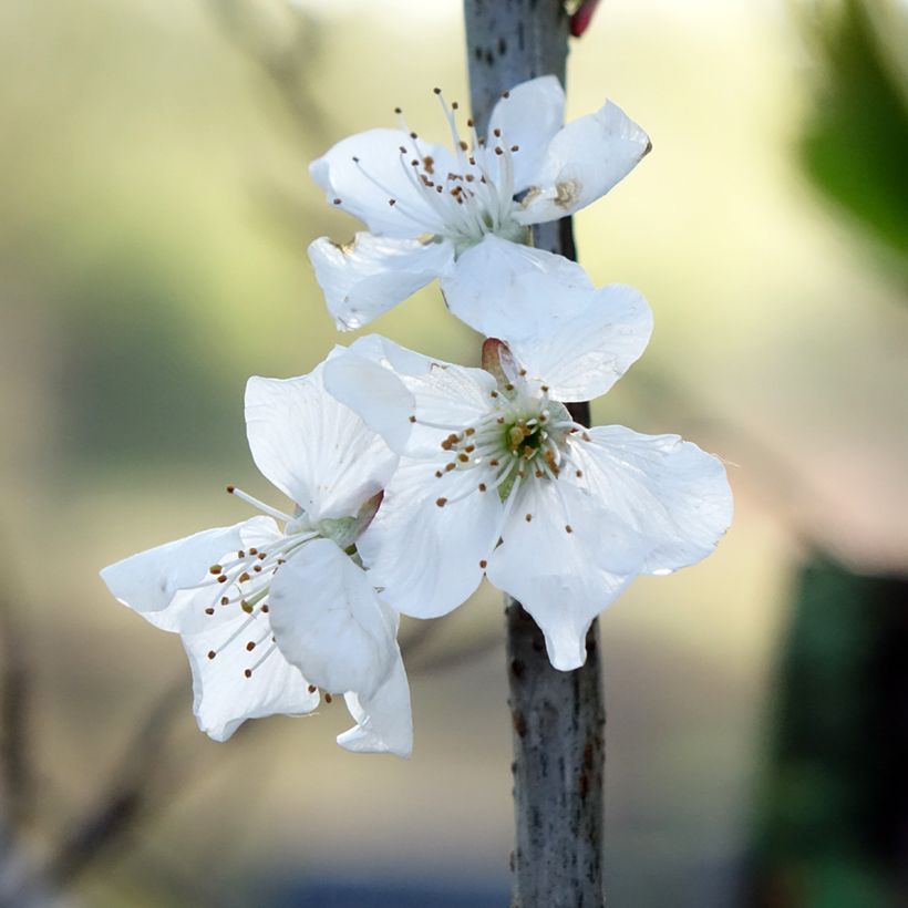 Perenboom Doyenné du Comice (Bloei)