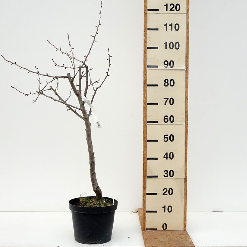 Exemplaar van Perenboom Dubbele Philip Pot van 7,5 l/10 l, Half-hoge stam zoals geleverd in de herfst