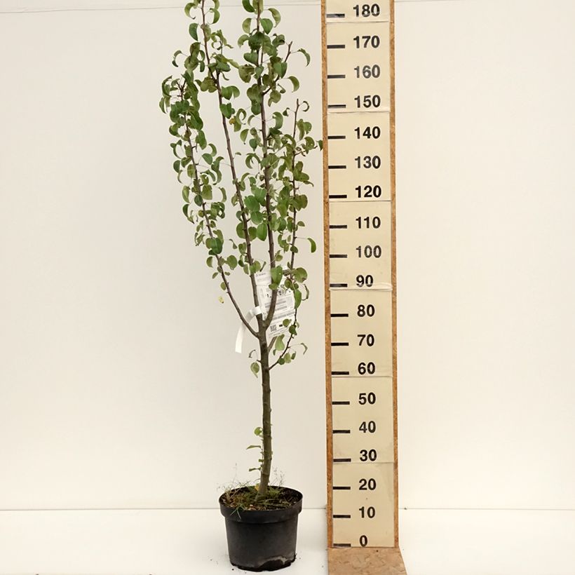 Exemplaar van Perenboom Hertogin van Angoulême Pot van 7,5 l/10 l, Kelkvormig zoals geleverd in de zomer
