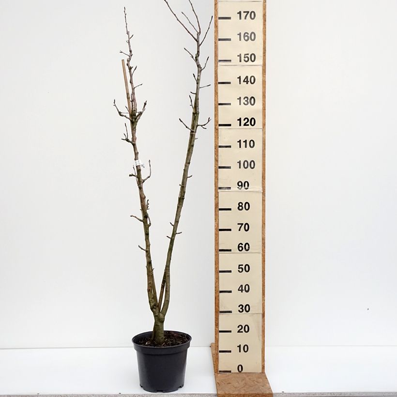 Exemplaar van Duo-perenboom Williams +  Louise Bonne D'Avranches Pot van 7,5 l/10 l zoals geleverd in de herfst