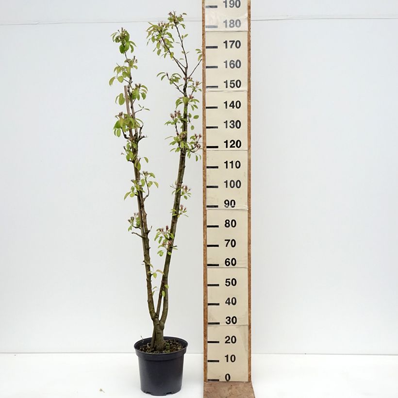 Exemplaar van Duo-perenboom Williams +  Louise Bonne D'Avranches Pot van 7,5 l/10 l zoals geleverd in de lente