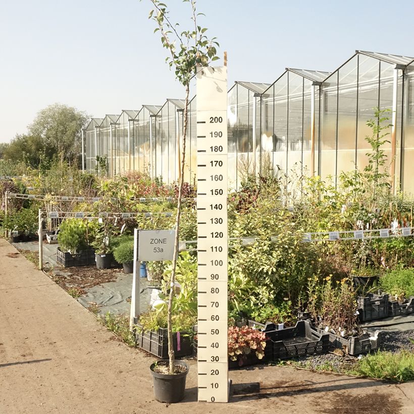 Exemplaar van Perenboom Durondeau Pot van 7,5 l/10 l, Hoogstam zoals geleverd in de zomer