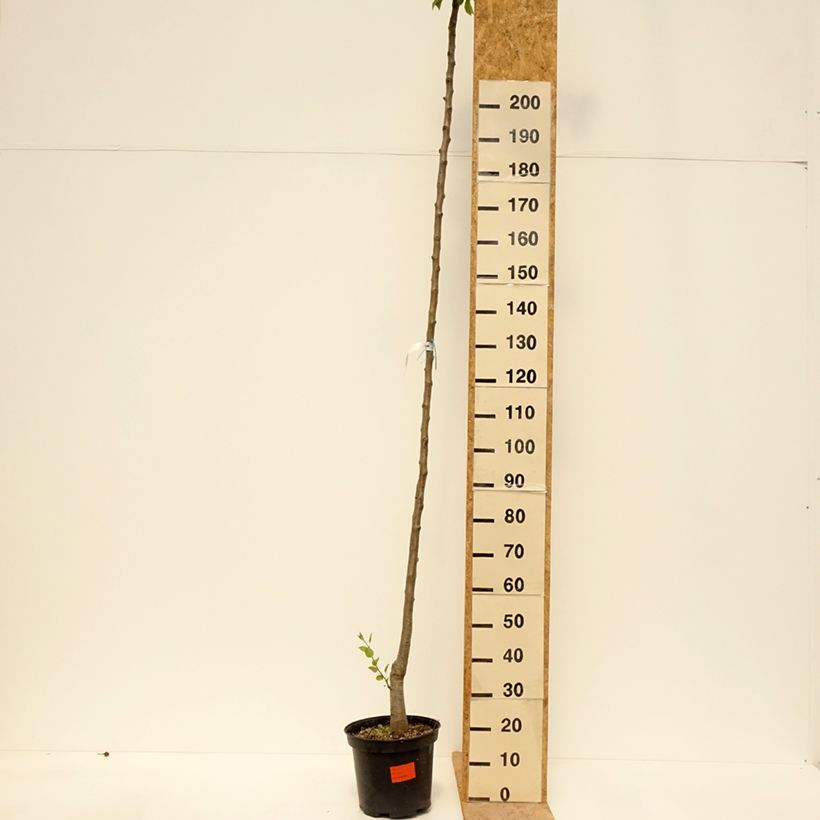 Exemplaar van Perenboom Durondeau Pot van 7,5 l/10 l, Hoogstam zoals geleverd in de lente