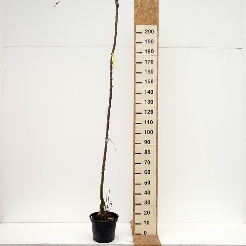 Exemplaar van Perenboom Durondeau Pot van 7,5 l/10 l, Hoogstam zoals geleverd in de herfst