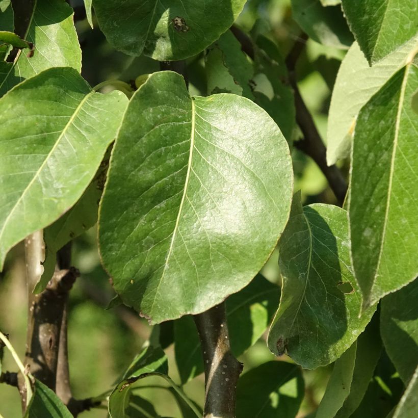 Perenboom Fertilia Delbard Delbard (Blad)